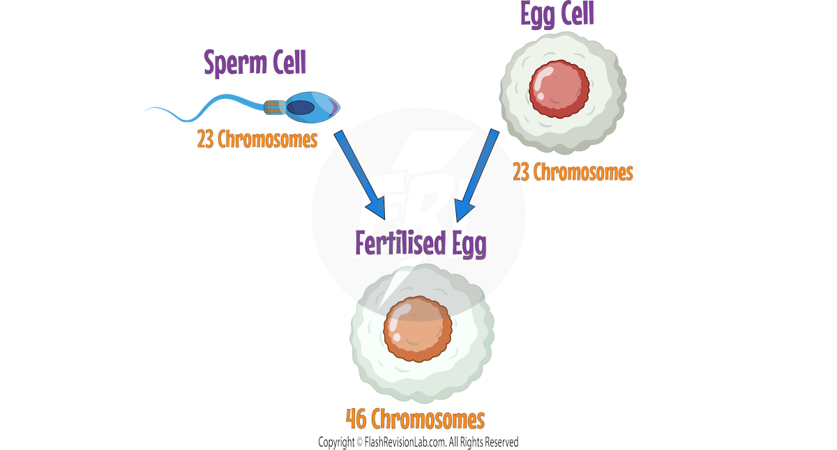 Egg Fertilisation